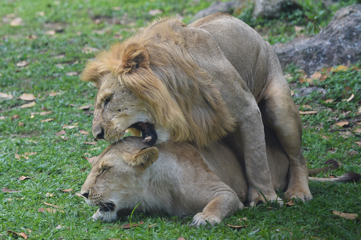 A male lion mounts a female lioness on green grass, biting the back of her neck during mating. Both lions are focused, with the male on top and the female lying on the ground. Rocks and scattered leaves are in the background. Lifestyle