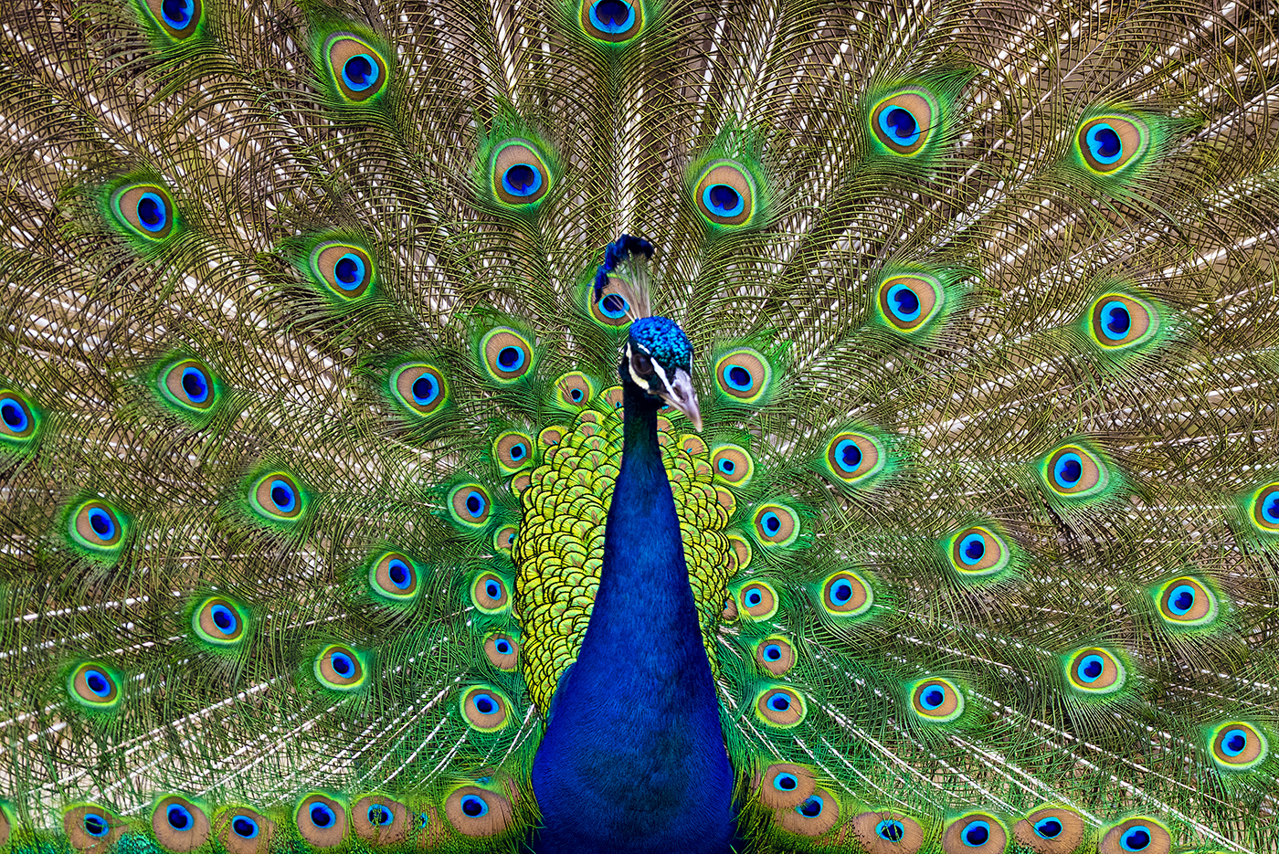 A vibrant peacock with a bright blue body displays its large, colorful tail feathers in a fan shape, showcasing green, yellow, and blue eye-like patterns. Lifestyle