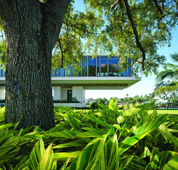 A modern glass building by Max Strang showcases elevated Florida architecture, partially visible behind a large tree trunk and lush green foliage on a sunny day. Lifestyle