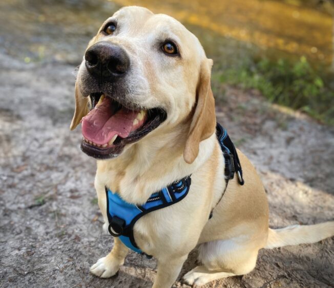 A happy yellow Labrador retriever wearing a blue harness sits on a dirt path with its mouth open, tongue out, and ears relaxed. Like true matchmakers of joy, this Labrador lights up the blurred background of greenery and water. Lifestyle