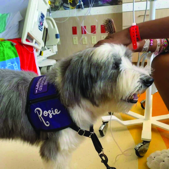 A fluffy gray and white C.A.T. Dog named Rosie wears a purple vest while being petted by a person with colorful bracelets in a hospital room. Medical equipment is visible in the background. Lifestyle