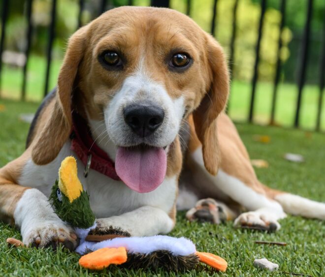 A happy beagle, once among laboratory animals, now lies on green grass in South Florida with a plush toy, tongue out and looking at the camera. A black fence and lush green trees are visible in the background. Lifestyle