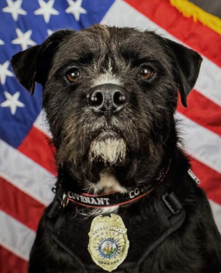 A black dog with a white snout and chest, wearing a police badge and harness, sits in front of an American flag backdrop—your favorite hero dog looking directly at the camera. Lifestyle