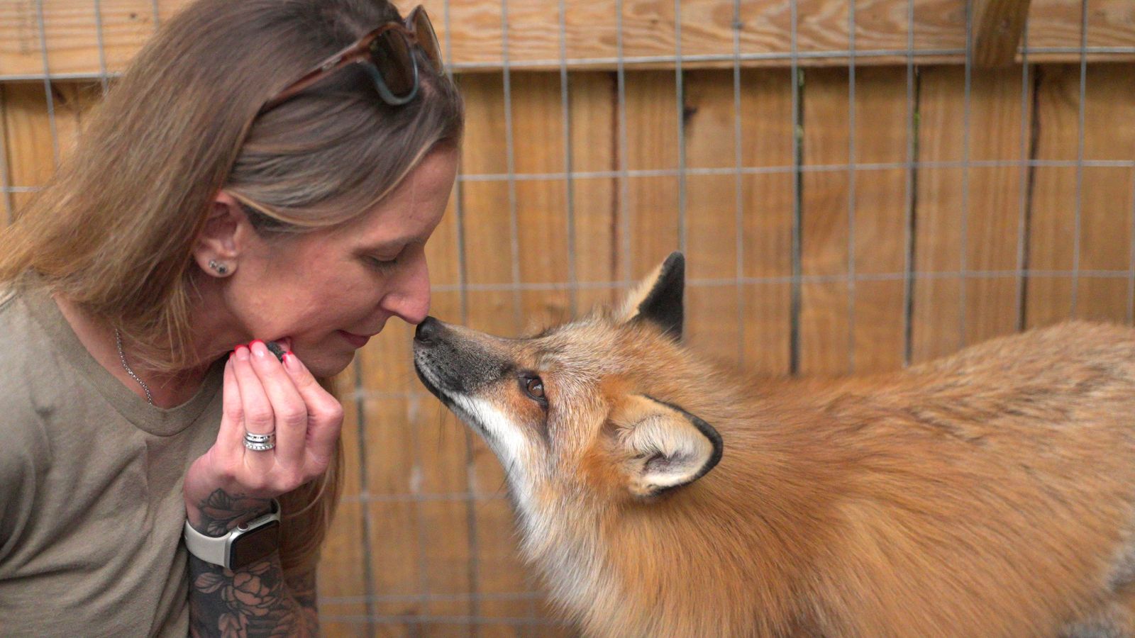 A woman with long hair and sunglasses on her head gently touches noses with a red fox in front of a wire fence, capturing an unspoken bond and sharing a close, affectionate moment. Lifestyle