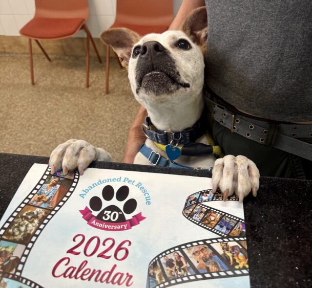 A dog with white fur and black spots stands on its hind legs at a counter, paws on a "2026 Abandoned Pet Rescue 30th Anniversary" calendar, looking up like the perfect pet calendar model. A person stands beside the dog. Two orange chairs are in the background. Lifestyle