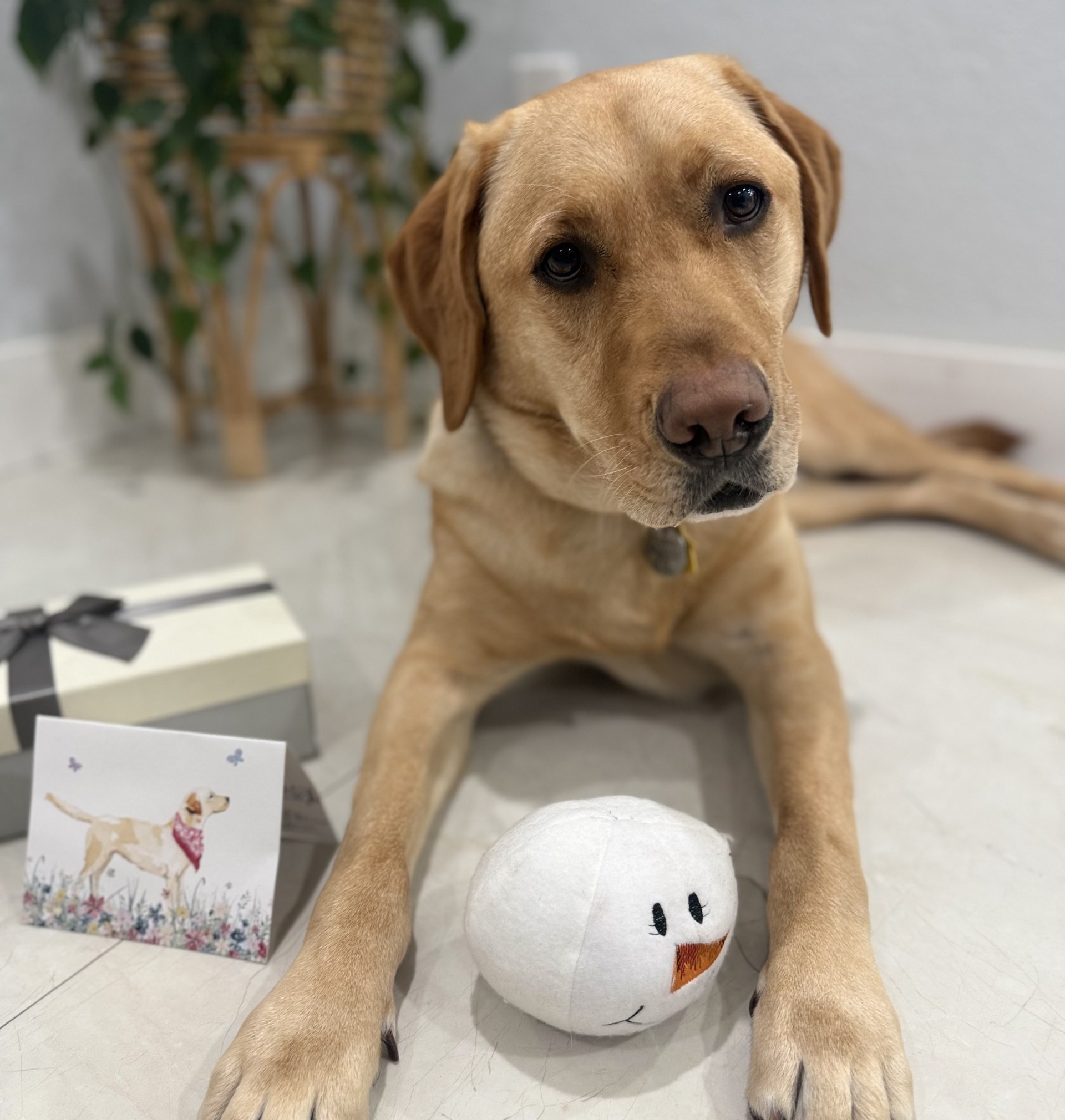 A golden Labrador lies on the floor with a plush snowman toy, a gift box, and a card featuring a dog illustration beside it—evoking the spirit of an American Humane Society Hero Dog. A potted plant is in the background. Lifestyle